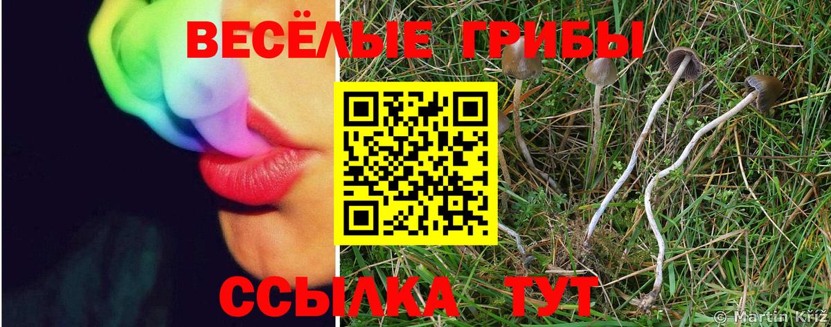 Саров  Псилоцибиновые грибы мицелий  Вход с VPN 